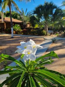 a white flower sitting on top of a plant at Pousada Jardim da Lagoa-BA in Bom Jesus da Lapa