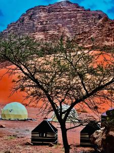 un arbre et des tentes devant une montagne dans l'établissement wadi Rum Spirit of Peace Camp, à Wadi Rum