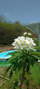 Zahrada ubytování Villa Kazadan - Piscine Privée - 5 min de la plage Cap Macré