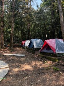 a group of three tents in the woods at BÃI CẮM TRẠI THÔNG NÀNG VQG BẠCH MÃ by CONNECT TRAVEL in Bạch Mã