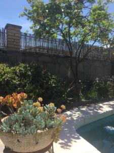 a garden with a potted plant next to a pool at Casa de Aurora in Rubí