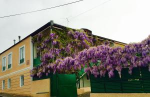 Foto dalla galleria di GuestHouse Natali a Telavi