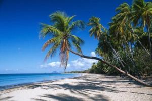 a group of palm trees on a sandy beach at Bungalow Kanaribleu in Sainte-Anne