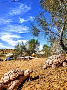 two turtles laying on the ground in a field at GOLDEN Safari YURT CAMP in Elʼtay