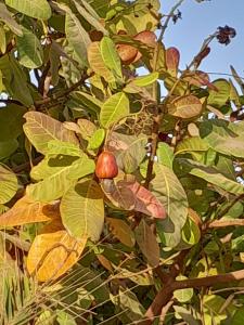 Φωτογραφία από το άλμπουμ του Villa Nianing Confort et Détente σε Nianing +10 φωτογραφίες