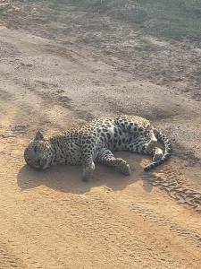 a cheetah laying on the ground in the dirt at Tranquil Sanctuary Yala in Tissamaharama