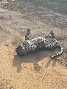 a animal laying on the sand on a beach at Tranquil Sanctuary Yala in Tissamaharama