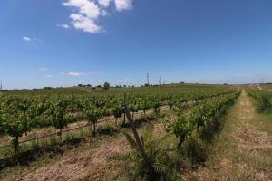 Foto dalla galleria di Vinhas Douradas a Moura Altre 24 foto
