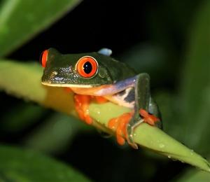 a green frog with red eyes sitting on a leaf at Guacimo Lodge in El Castillo de La Concepción