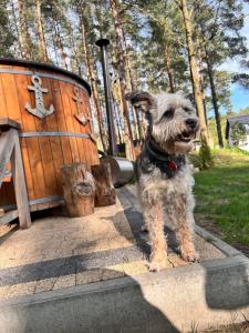 a dog is standing next to a wooden boat at Domek pod sosnami in Ełk +44 photos