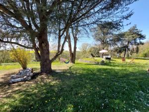 a tree in the middle of a grass field at Domaine isolé dans les vignes avec sa jacuzzi house in Beaulieu-sur-Loire
