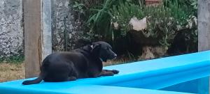 Životinje u hostelu ili u blizini