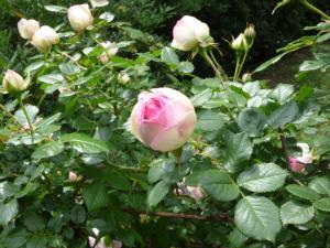 A garden outside Apartment Cézanne with heated pool and private garden