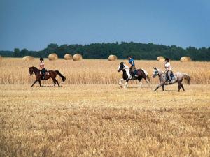 un gruppo di persone a cavallo in un campo di Ferienwohnung Zwergmöwe In Neue Tiefe a Fehmarn