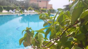 a view of a swimming pool through a tree at Hotel Garni Rosmari in Brenzone sul Garda