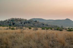 a group of birds flying over a field at Tshukudu Bush Lodge in Ledig