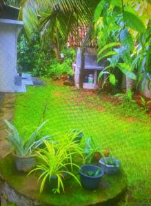 Un cuadro de un jardín con plantas en macetas. en Nataliya, en Nikawatawana