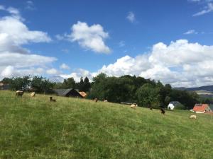 a herd of animals grazing in a field at Helle Und Moderne Ferienwohnung Mit Eigener Terrasse in Callenberg