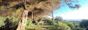 a tree with a table and a white umbrella at Mirto E Mare in Muravera +33 photos