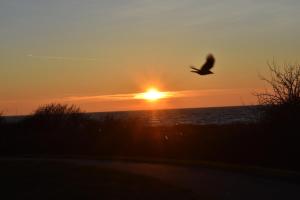 a bird flying in front of the sunset at Ferienwohnung Sibirian Husky in Thiessow