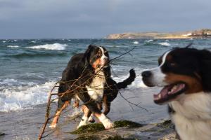 two dogs playing with a stick on the beach at Ferienwohnung Sibirian Husky in Thiessow