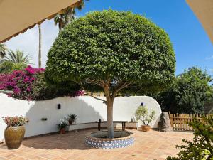 ein Baum in einem Innenhof neben einer weißen Wand in der Unterkunft Holiday Home Finca Ingala by Interhome in Adeje