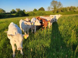 Altri animali domestici presso la casa vacanze o nei dintorni