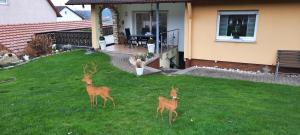 two deer standing in the grass in front of a house at Panoramablick Rhön in Sandberg
