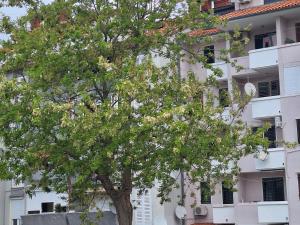 a tree in front of a building at Cozy Condo Rovinj in Rovinj