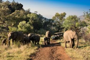 a herd of elephants walking down a dirt road at Kwa Maritane Lodge in Ledig