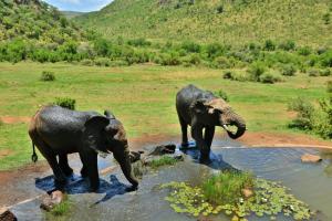 two elephants standing in the water in a field at Kwa Maritane Lodge in Ledig