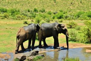 two elephants standing in the water in a field at Kwa Maritane Lodge in Ledig