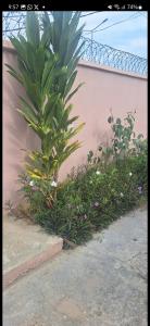 a plant in a garden next to a wall at promise hotel gbagada in Lagos +11 photos