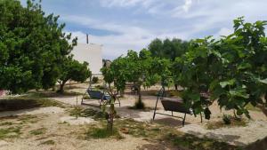 a group of benches in a yard with trees at Villa Aurora 1 in Torre Lapillo