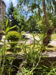 Un jardín fuera de Open Space