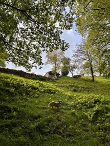 a dog standing in a field of grass at Cabaña Pasiega Lo Macario in Resconorio +45 photos