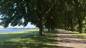 a tree lined path next to a body of water at Spacious Flat by the Rhine Ideal for Groups in Neuss