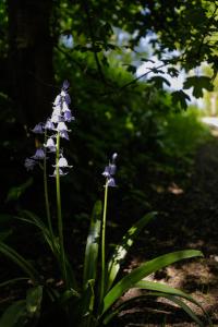a group of blue and white flowers in a garden at Yurt with Hot Tub near Hartington, Peak District in Buxton