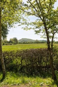 a hedge in the middle of a field with trees at Yurt with Hot Tub near Hartington, Peak District in Buxton