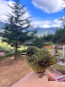 Altri animali domestici presso l'appartamento o nei dintorni