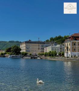un cigno che nuota nell'acqua di fronte agli edifici di MIMIs Lakeside Apartment - NEWLY RENOVATED a Gmunden Altre 16 foto