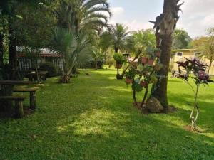 a garden with a tree and a bench and palm trees at Bromelias in Tambor