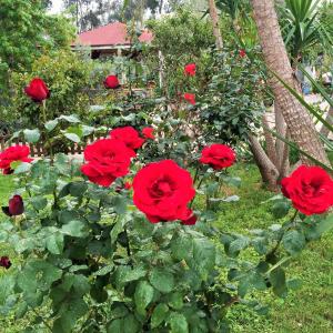 a group of red roses in a garden at Dardanos Hotel in Patara