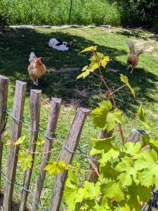 two chickens standing on the grass near a fence at Chambres d'hôtes chez l'habitant - Bed & Breakfast homestay in Huisnes-sur-Mer