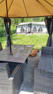 a dog laying on the ground under an umbrella at Klimatisierter Caravan Mit Umzäuntem Stellplatz in Untergriesbach