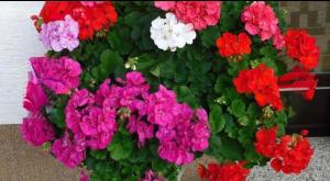 Un mazzo di fiori colorati in un vaso di Lakeside Inn a Spittal an der Drau