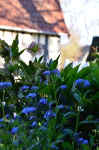 Ouville-la-RivièreにあるL'Orée des Prés - Gîte familial - 4 étoiles - 8 personnesの背景にある家の前に青い花の茂み