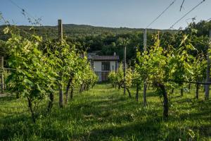 a row of trees in a field with a house in the background at Auto camp Matica in Podgorica