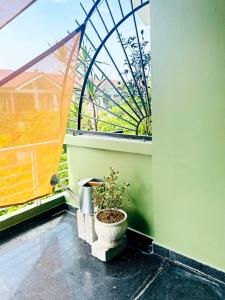 a plant in a pot sitting in a window at Chiri Homestay in Thôn Trường Giang
