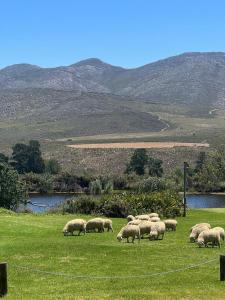 a herd of sheep grazing in a field of grass at Mountain Pastures Game Lodge in Uniondale